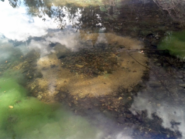 Fish Facts: Eel-tailed catfish